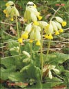 Первоцвет весенний (Primula Veris L.)