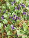 Фиалки (Viola canina L.)