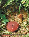 Белые грибы Boletus edulis