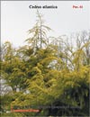 Сосна Уоллича, или гималайская – Рinus wallichiana