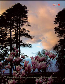 Magnolias at the background of the sunset