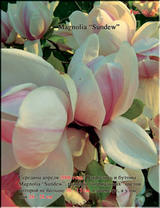 Magnolia «Sundew»