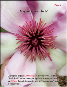 Magnolia «John John»
