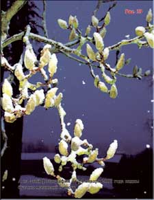 Magnolias-icicles