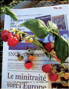 Raspberries in October