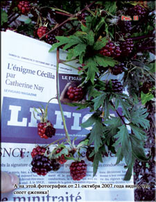 Blackberries in October