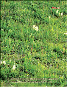 A glade of White Lilies