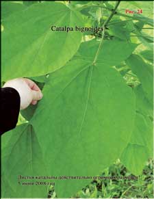 Catalpa's leaves