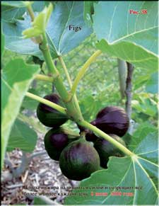 Ripening figs in June