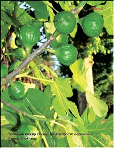 Figs in the beginning of June