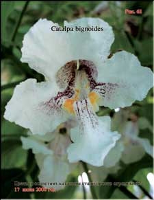 Catalpa's enormous flower