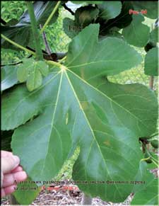 Enormous fig tree leaves