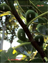 The fig tree – Ficus carica L.