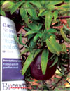 Пассифлора – Passiflora Sayonara
