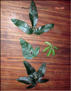 Ïàññèôëîðà – Passiflora Sayonara