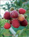 The red raspberry – Rubus daeus