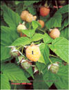 The yellow raspberry – Rubus ellipticus