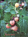 Ìàëèíà æ¸ëòàÿ – Rubus ellipticus