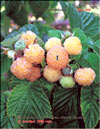 Малина жёлтая – Rubus ellipticus