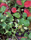 The strawberry – Fragaria ananassa