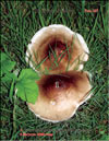 Устричный гриб – Pleurotus Ostreatus