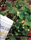 Клубника, садовая земляника – Fragaria ananassa