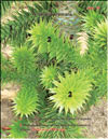 Araucaria araucana – Араукария чилийская