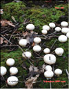 Mushrooms in February