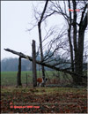 Trees damaged by the hurricane