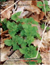 Young nettle in February