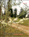 Magnolia buds in February