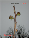 Figs ripening in winter