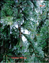 Cedars in ice