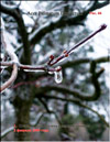 Japanese maple in ice