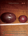 Passiflora Sayonara's fruits