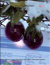 Passiflora Sayonara's fruits