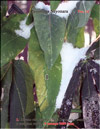 Passiflora Sayonara's leaves