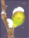 Figs – Ficus carica L.