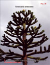 Monkey puzzle tree – Araucaria araucana
