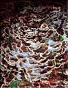 Японсктй гриб майтаке – Grifola frondosa