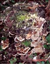 Японский гриб майтаке – Grifola frondosa