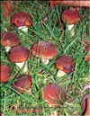 The Royal mushroom – Agaricus black