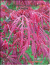 Japanese maple «Fire glow» 
– Acer Palmatum Japonicum «Fire glow»
