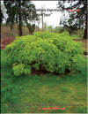 Японский пальчиковый 
клён «Зелёное кружево» – Acer Palmatum Japonicum «Green lace»