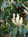Lusitanian cherry-laurel 
– Prunus laurocerasus L.
