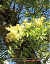 Чёртово дерево – Aralia spinosa