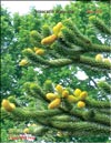Обезьянье деревo – Araucaria araucana
