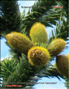 Обезьянье деревo – Araucaria araucana