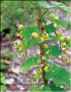 Red currant – Ribes vulgare Lam.