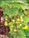 Red currants – Ribes vulgare Lam.